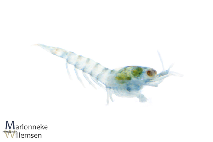 Blauwe Dwerggarnaal, Neocaridina davidi enkele uren oud
