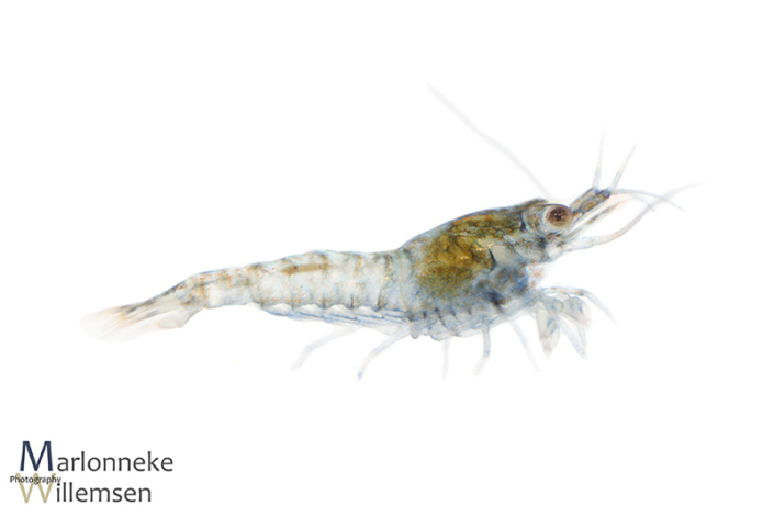 Blauwe Dwerggarnaal, Neocaridina davidi 1 week oud