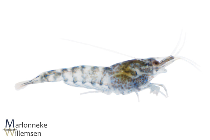 Blauwe Dwerggarnaal, Neocaridina davidi 2 weken oud