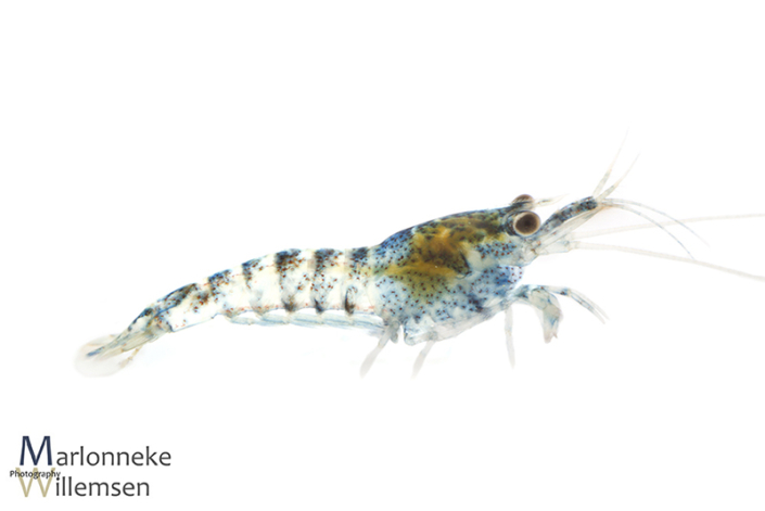 Blauwe Dwerggarnaal, Neocaridina davidi 3 weken oud