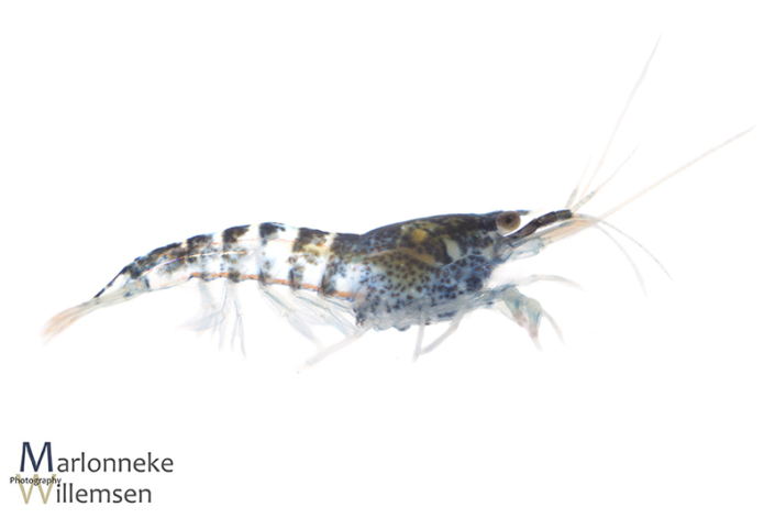Blauwe Dwerggarnaal, Neocaridina davidi 4 weken oud