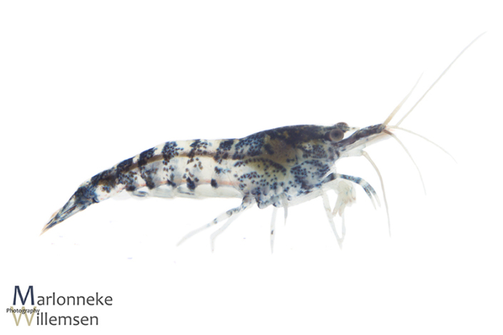 Blauwe Dwerggarnaal, Neocaridina davidi 5 weken oud