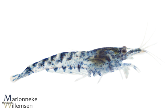 Blauwe Dwerggarnaal, Neocaridina davidi 6 weken oud