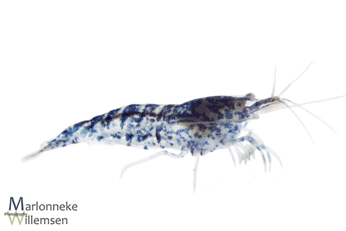 Blauwe Dwerggarnaal, Neocaridina davidi 7 weken oud