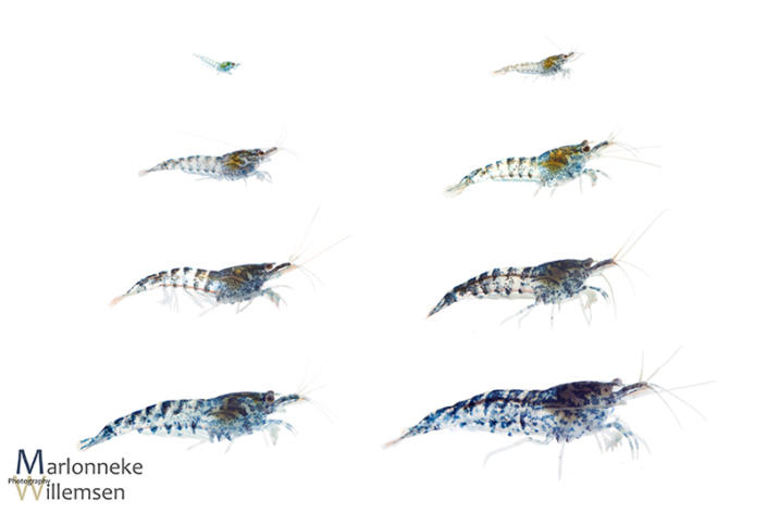 Overzicht van de groei en ontwikkeling van een Blauwe Dwerggarnaal, Neocaridina davidi in de eerste 7 weken van zijn leven.