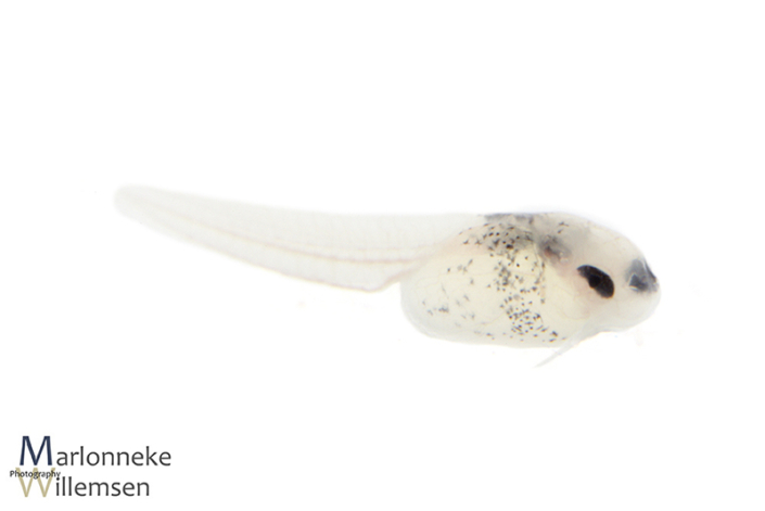 Corydoras fowleri enkele uren oud
