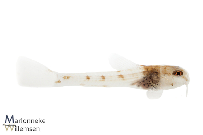 Corydoras fowleri 2 weken oud