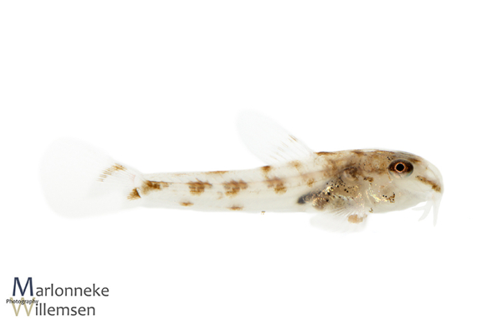 Corydoras fowleri 4 weken oud
