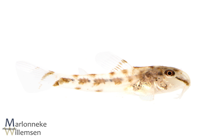 Corydoras fowleri 6 weken oud