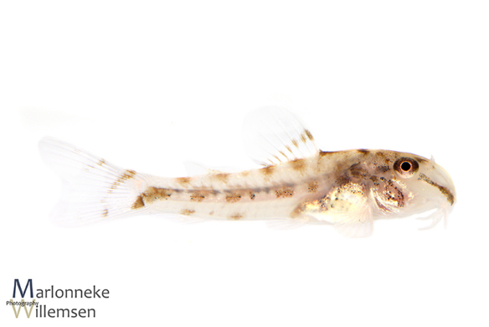 Corydoras fowleri 8 weken oud