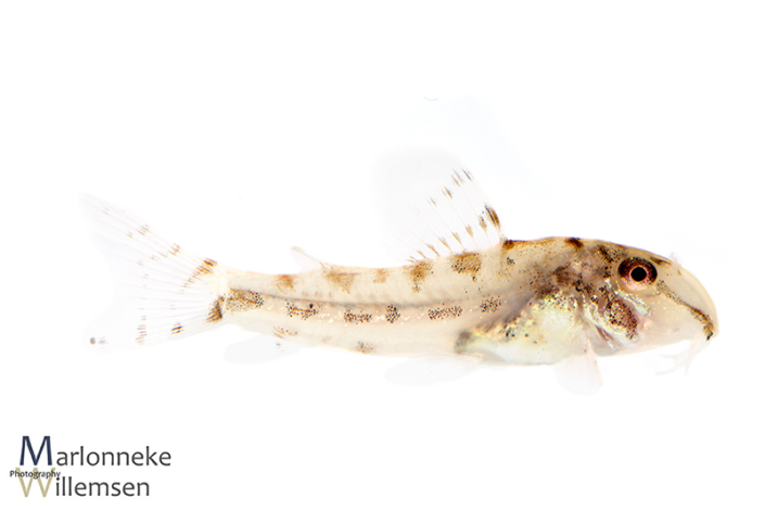 Corydoras fowleri 10 weken oud