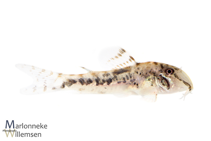 Corydoras fowleri 12 weken oud