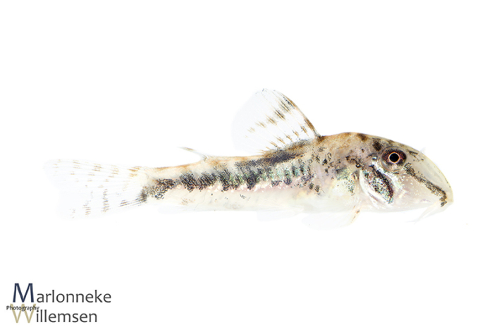Corydoras fowleri 14 weken oud