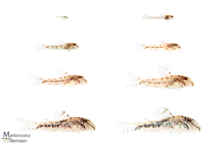 Overzicht van de groei en ontwikkeling van een Corydoras fowleri in de eerste 14 weken van zijn leven