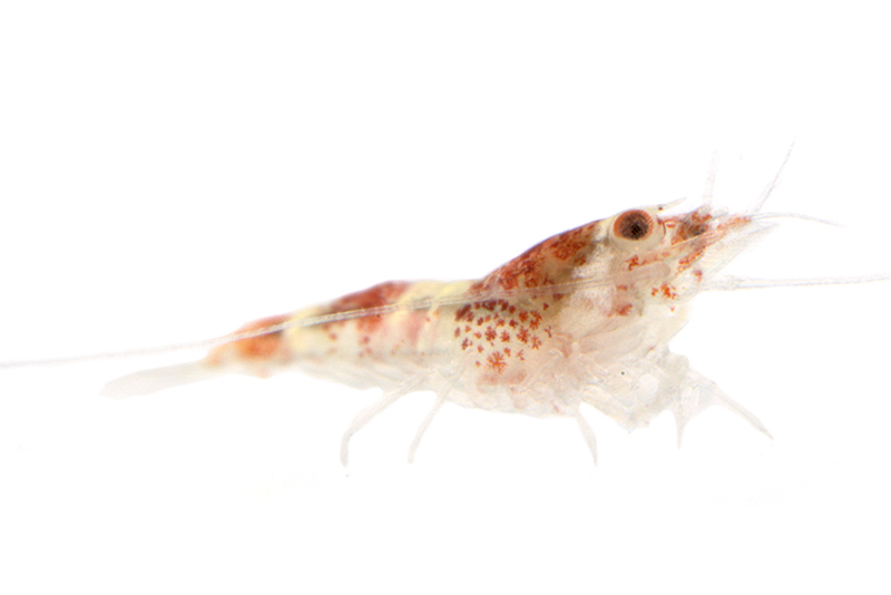 Crystal red garnaal
