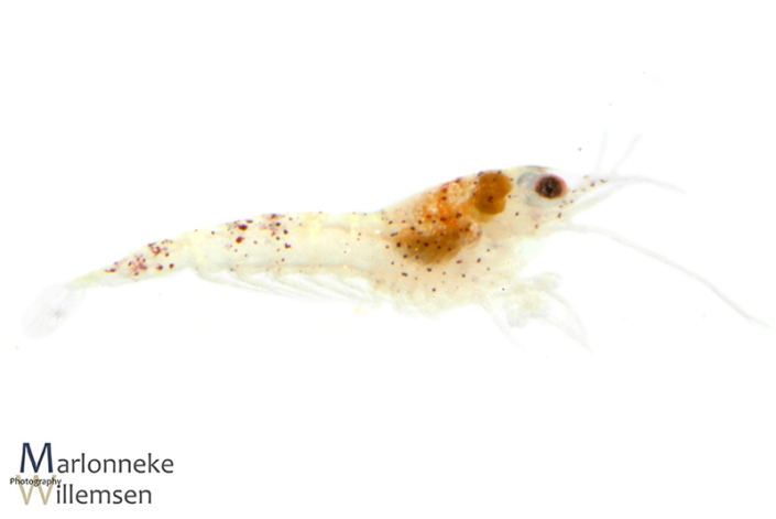 Crystal red garnaal, Caridina cantonensis enkele uren oud