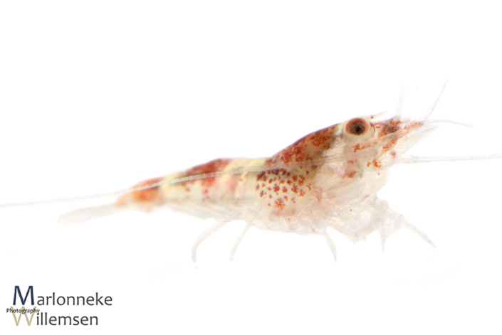 Crystal red garnaal, Caridina cantonensis 1 week oud