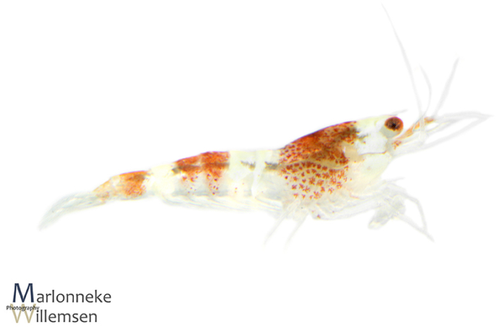 Crystal red garnaal, Caridina cantonensis 2 weken oud