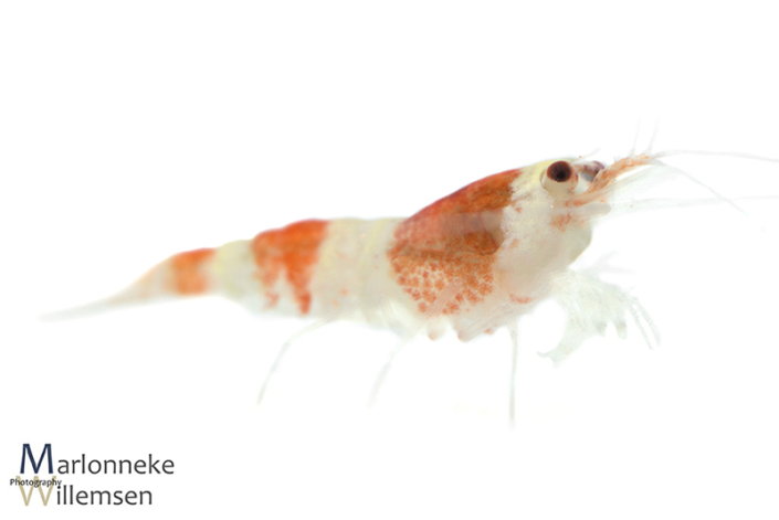 Crystal red garnaal, Caridina cantonensis 3 weken oud