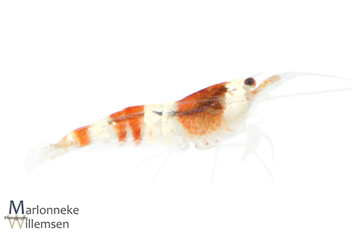Crystal red garnaal, Caridina cantonensis, 4 weken oud