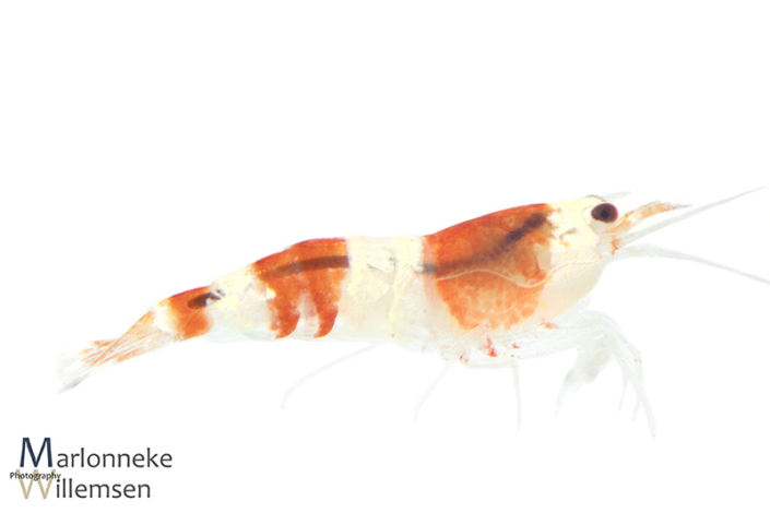 Crystal red garnaal, Caridina cantonensis, 5 weken oud