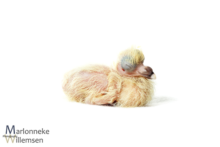 Postduif - Columba livia domestica, enkele uren oud