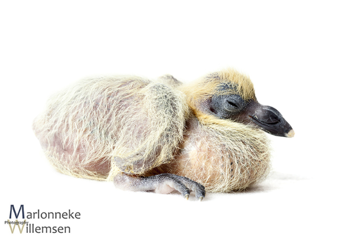 Postduif - Columba livia domestica, 4 dagen oud