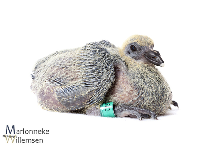 Postduif - Columba livia domestica, 8 dagen oud