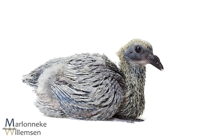 Postduif - Columba livia domestica, 12 dagen oud