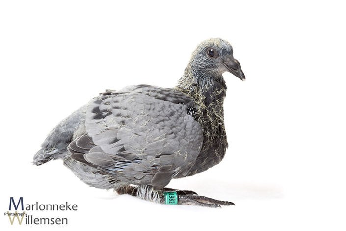 Postduif - Columba livia domestica, 16 dagen oud