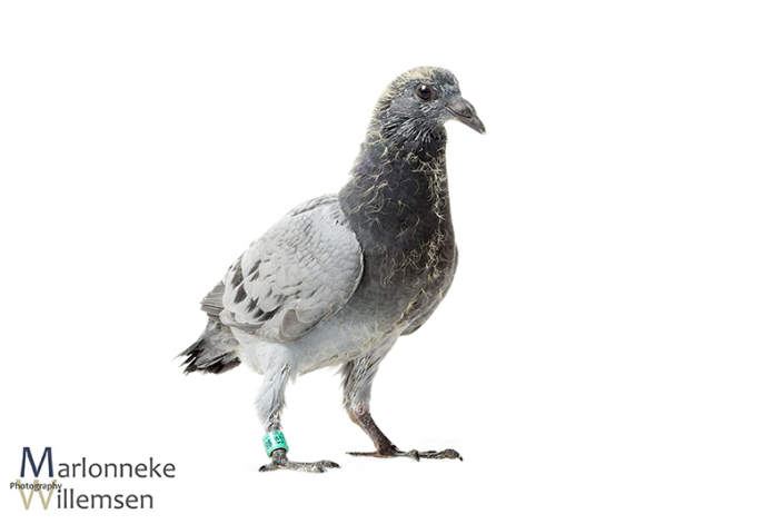 Postduif - Columba livia domestica, 20 dagen oud