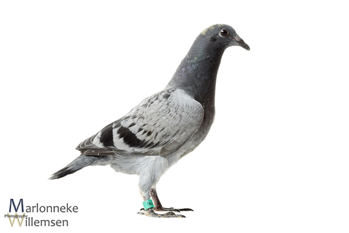 Postduif - Columba livia domestica, 24 dagen oud
