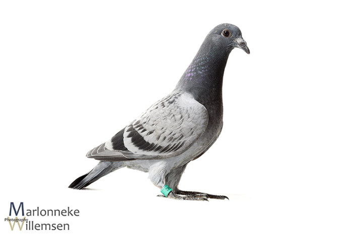 Postduif - Columba livia domestica, 4 weken oud