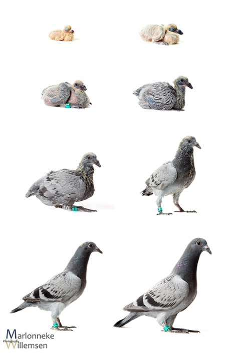 Overzicht van de groei en ontwikkeling van een Postduif - Columba livia domestica in de eerste 4 weken van zijn leven.