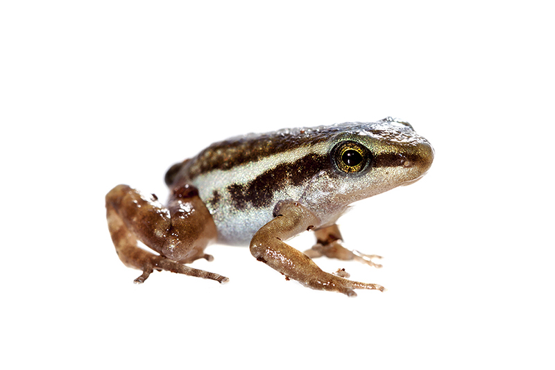 Epipedobates anthonyi