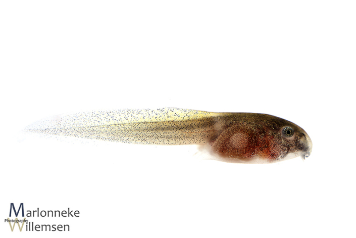 Epipedobates anthonyi pijlgifkikker 1 week oud