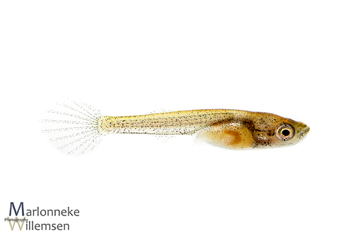 Fundulopanchax gardneri killivis 2 weken oud