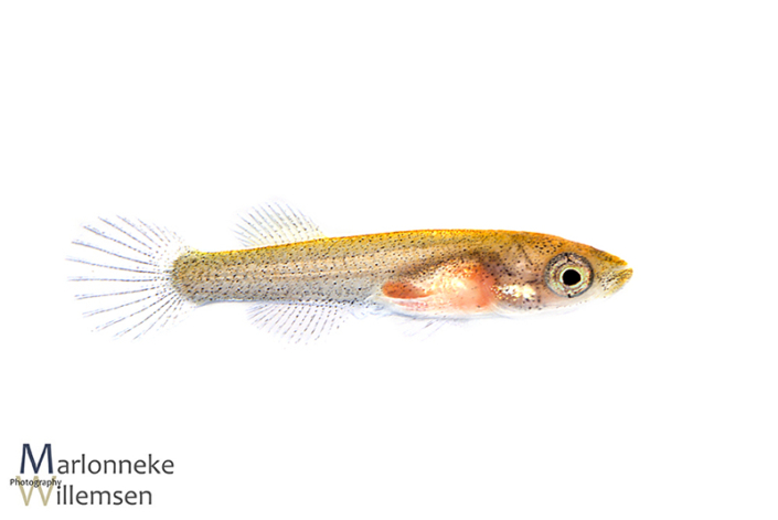 Fundulopanchax gardneri killivis 3 weken oud