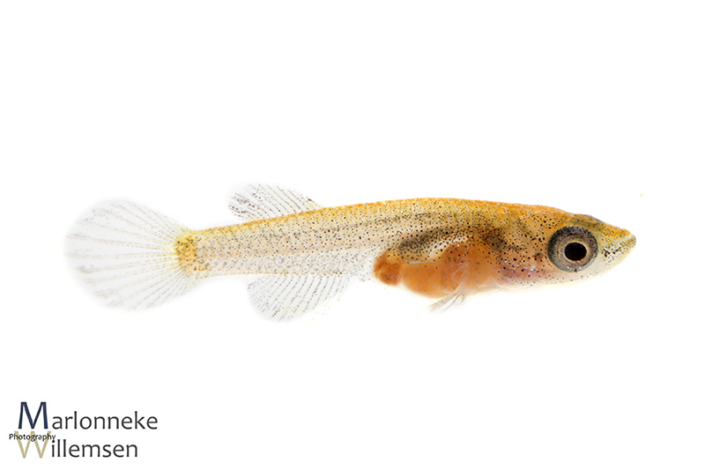 Fundulopanchax gardneri killivis 4 weken oud