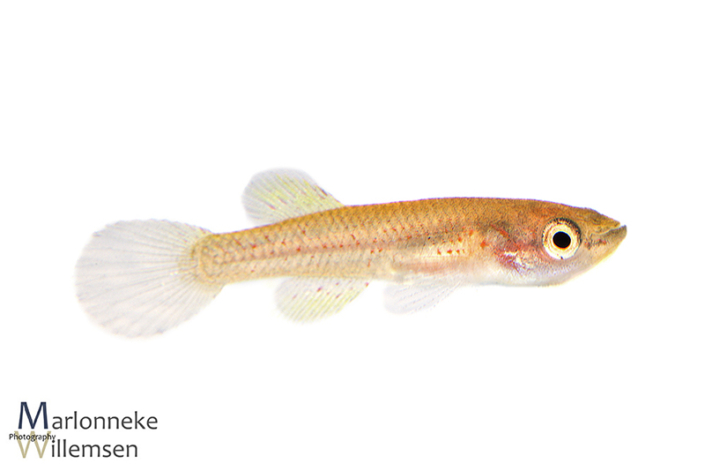 Fundulopanchax gardneri killivis 5 weken oud