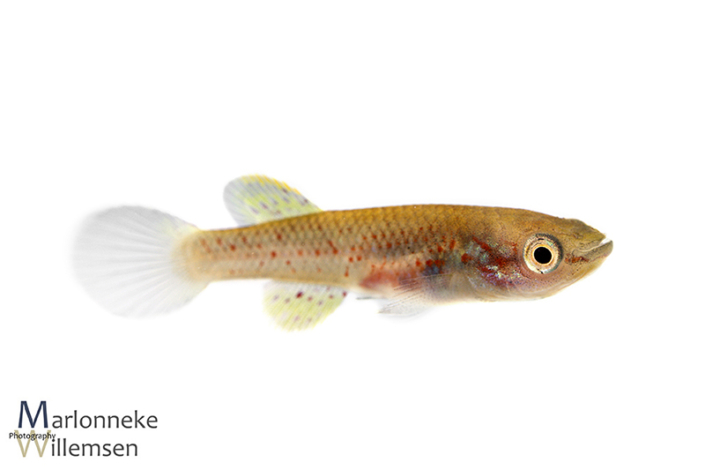 Fundulopanchax gardneri killivis 6 weken oud