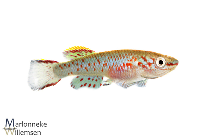 Fundulopanchax gardneri killivis 7 weken oud