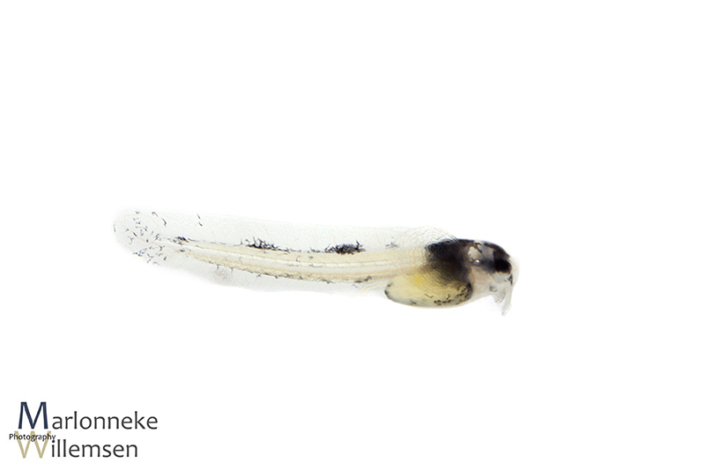 Gastrodermus / Corydoras pygmaeus enkele uren oud