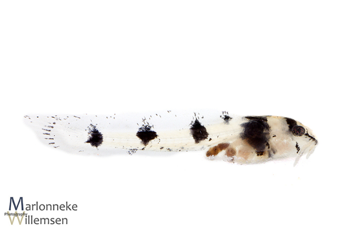 Gastrodermus / Corydoras pygmaeus 1 week oud