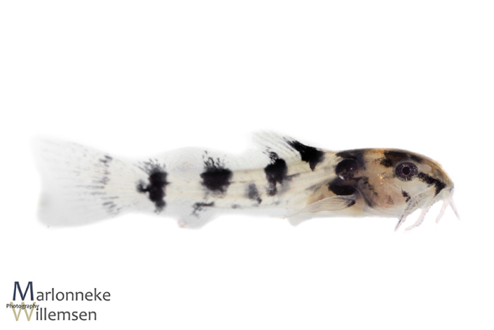 Gastrodermus / Corydoras pygmaeus 2 weken oud