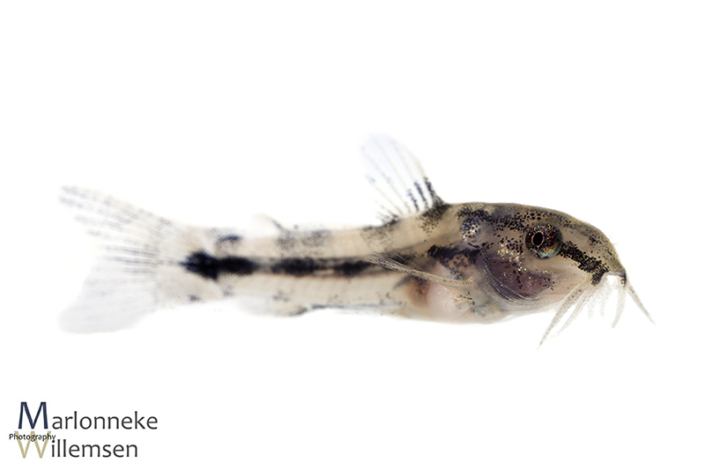 Gastrodermus / Corydoras pygmaeus 3 weken oud