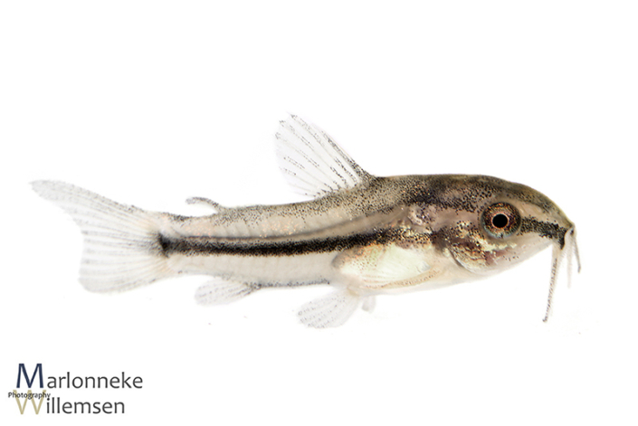 Gastrodermus / Corydoras pygmaeus 4 weken oud