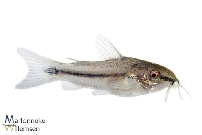 Gastrodermus / Corydoras pygmaeus 5 weken oud