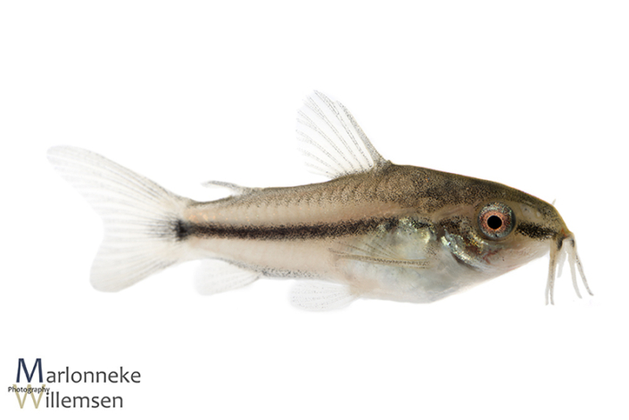 Gastrodermus / Corydoras pygmaeus 6 weken oud