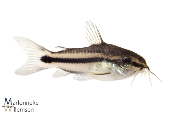 Gastrodermus / Corydoras pygmaeus 7 weken oud